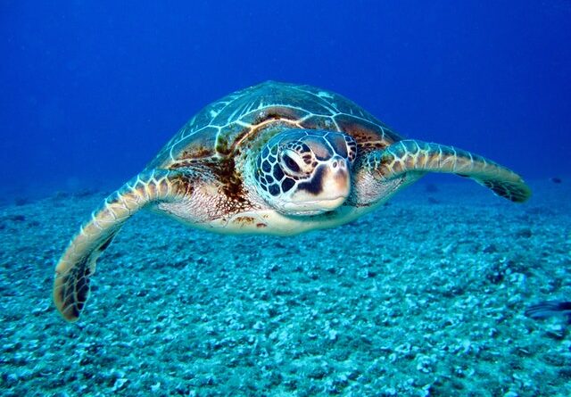 havskildpadde