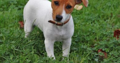 Berig hverdagen med en skøn og aktiv Jack Russell Terrier